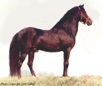 Faldero que tal, Emperador's sire