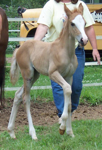 Mateo at 9 days old gaiting