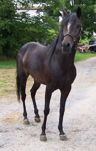 Primavera de Blancheland, 2004