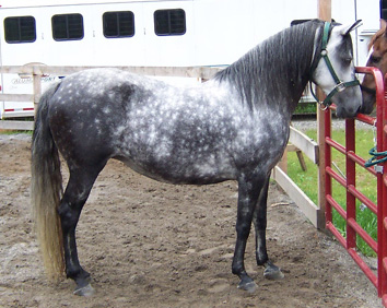 Sombra in Summer 2004