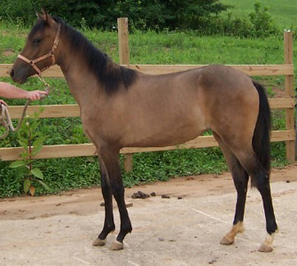 Spirit, Emperador 2004 filly