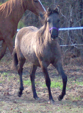 Espirita gaiting at 7+ months old