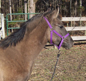 Espirita at 7 months old 