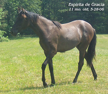 Espirita at 11 months old