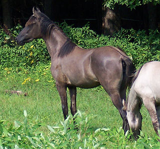 Espirita side view at 13 months old
