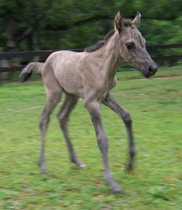 Esprita gaiting at 1 day old