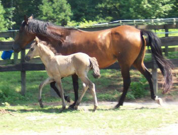 Espirita gaiting at 3 weeks old