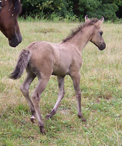 Espirita cantering at 1 month old