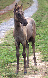 Espirita at 1 1/2 months old