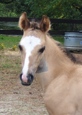  Embajador -  3 days old