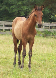 Maja's 2005 colt Extasis de Gracia