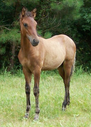 ET looking at other horses
