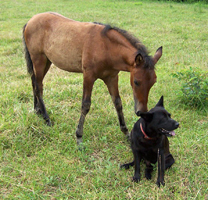 ET and his canine buddy Smut