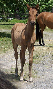 Extasis at 1 month old -- front view