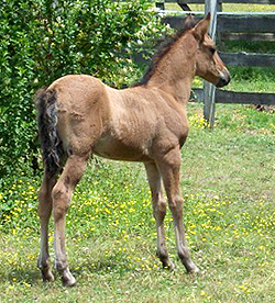 Extasis at 1 month old -  side view
