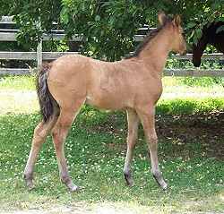 Extasis showing his balanced conformation at 1 month of age.