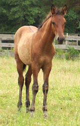 ET is a very handsome colt