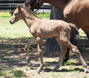 Extasis gaiting at 2 days old 