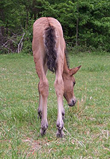 Extasis's back legs