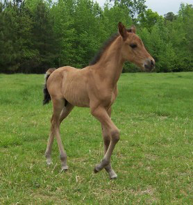 Extasis showing the Paso Fino gait at 6 days