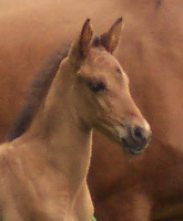 Extasis de Gracia at 6 days old, 2005