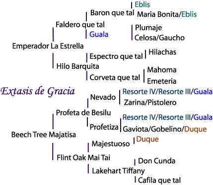 Extasis pedigree