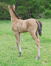 Extasis from the back rear side at 6 days old
