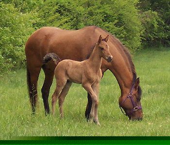 Extasis with his dam Beec Tree Majatisa, at 6 days old.