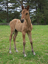 Extasis front view at 6 days old