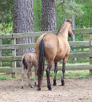 Maja and Extasis, 2005 dun colt