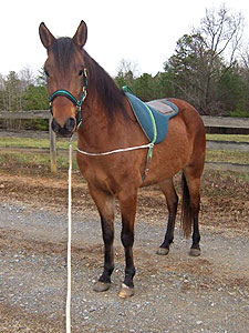 Galactico with bareback pad