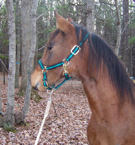 Galactico looks around the woods