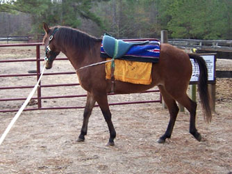 Galactico first sacking out with pads