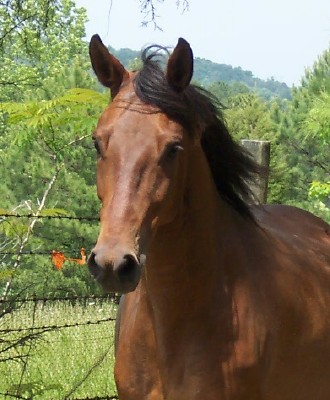 Galactio 