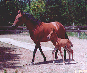 Anna Luisa with Galactico as a young foal