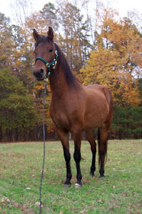 Galactico November 2005