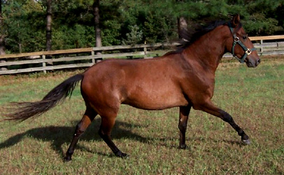 Galactio performing an easy canter