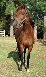 Galactico front view