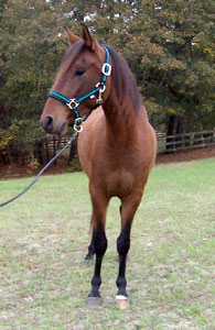 Galactico front view 11-28-05