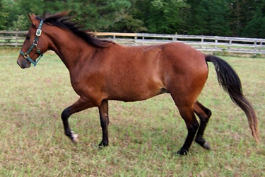 Galactico has a natural collected gait