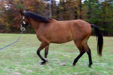 Galactico gaiting on a lunge line