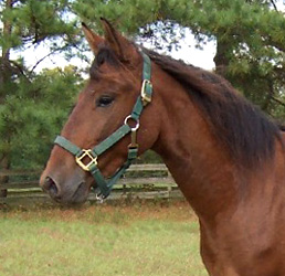 Galactico looking handsome