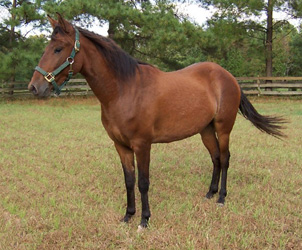 Galactico shows off his fine Paso fino conformation