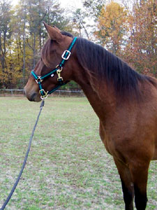 Galactico as 3 1/2 year old