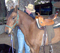Galactico with saddle in 2008