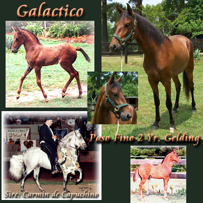 Galactico's 2004 photo collage