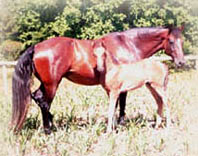 Insignia & Ameila, foal