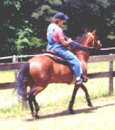 beech tree Majatisa in training
