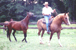 David, Toby & Maestro
