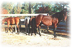 Sid, Anna, Bettina, & Fabio